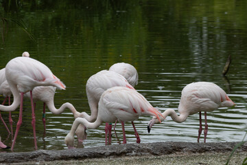 pink flamingos zoo park fenicotteri rosa