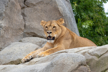 Leonessa (Panthera leo), seduta su una roccia, lioness