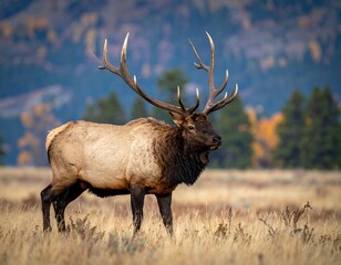 Fototapeta premium Majestic elk in a golden meadow
