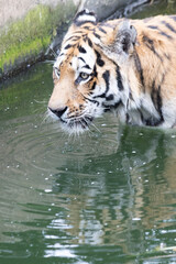 Panthera tigris BENGAL TIGER IN WATER