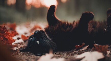 A black cat lies in the autumn leaves against the backdrop of autumn