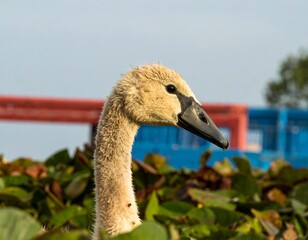 Close-up of a young swan's head and neck