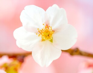 Obraz premium Close-up of a delicate white cherry blossom