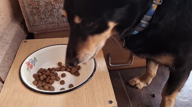 Little dog eats dog food from bowl