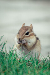 Obraz premium close up of a cute and furry chipmunk in the wild