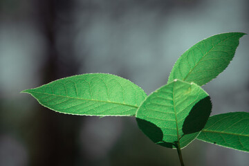 Fototapeta premium close up of green leaves against a black black background