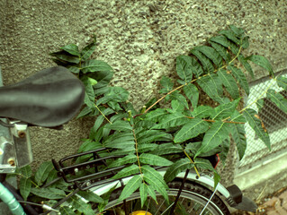 green leaf of a bike
