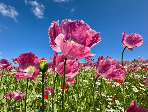 Mohnbl&uuml;te
