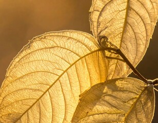 Fototapeta premium Close-up of backlit autumn leaves