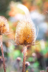 Obraz premium Wildflower teasel flower head, gone to seed, September 2025, Hauxley Nature Reserve, Northumberland. 
