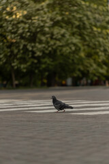 pigeon crosses a pedestrian crossing in a bustling city environment. The scene captures the calm moment amid city life surrounded by greenery and urban structures.