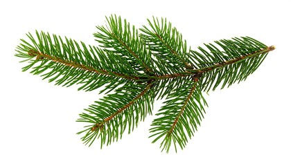 Close-up of a fir tree branch