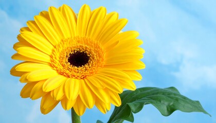 Bright yellow gerbera against a sky backdrop