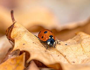 Ladybug on a fallen leaf