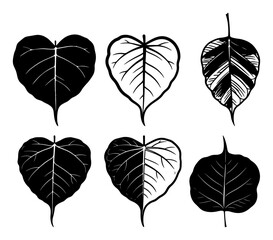 Obraz premium Set of Sacred Bodhi or Peepal Tree Leaves