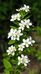 Close-up of a flowering shrub with small, white blossoms