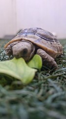 Naklejka premium A small turtle resting on the grass, with its head raised and facing upward towards the sky.