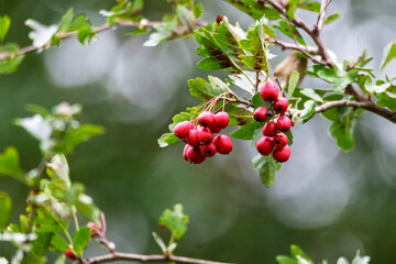 Hawthorn berries on tree branches in autumn sunlight, Hauxley Nature Reserve, Northumberland, September 2025