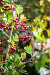 Hawthorn berries on tree branches in autumn sunlight, Hauxley Nature Reserve, Northumberland, September 2025