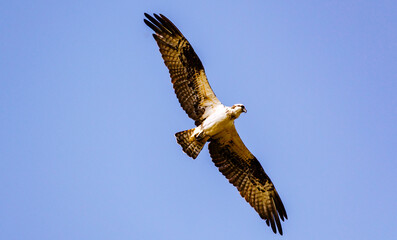 Osprey with wings spread flying overhead