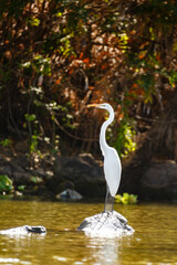 Snowy egret sunning on rock