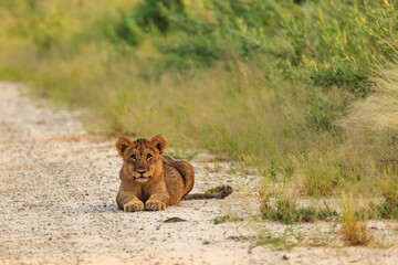 Young lion cub laying on road facing photographer