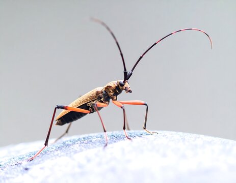 Close-up of a longhorn beetle