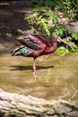 Glossy Ibis in a pond, exotic bird