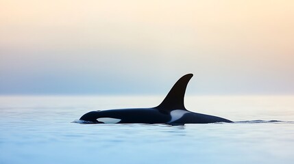 Fototapeta premium Orca whale surfacing in calm ocean waters at sunset with soft pastel sky