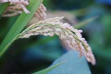 Mature rice in the field