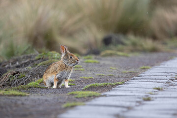 Wild rabbit in rainy páramo grassland, Ecuador Andes