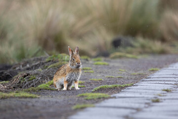 Rabbit resting in the rainy páramo of Ecuador