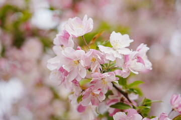 Obraz premium Haitang flowers bloom in spring