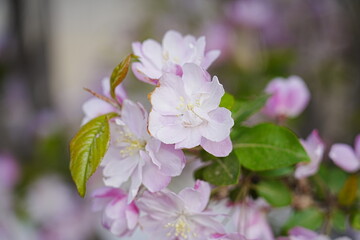 Haitang flowers bloom in spring