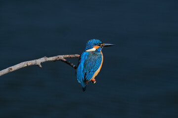kingfisher