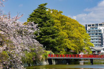 Obraz premium Traditional red bridge and cherry blossoms on a sunny spring day in Odawara, Japan.