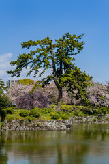 Pine tree and blooming cherry blossoms (Sakura) by Odawara castle moat in spring.