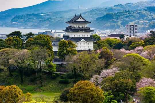Historic Odawara Castle overlooking the city and Sagami Bay during sakura season