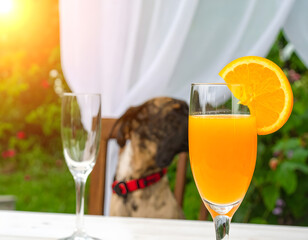 Refreshing Orange Juice in Glass with Dog in Garden Setting