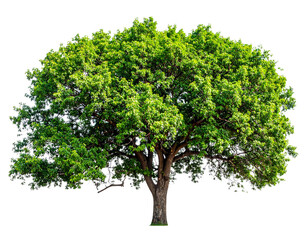 Obraz premium Green tree isolated on transparent background.