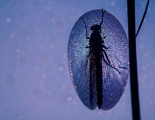 Intricate Wing Structure of a Dragonfly in Backlight Silhouette