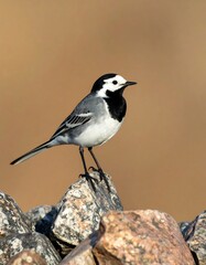 Fototapeta premium A small bird, predominantly white and black, perches on a pile of rocks against a blurred, earthy background