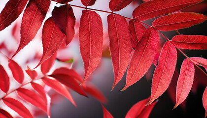 Fototapeta premium Sumac Leaves Turning Red