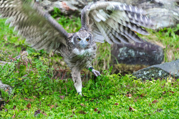Blakiston's Fish Owl