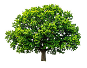 Obraz premium Oak tree isolated on transparent background..