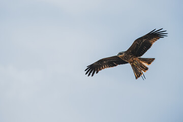 Black Kite gliding with wings spread wide