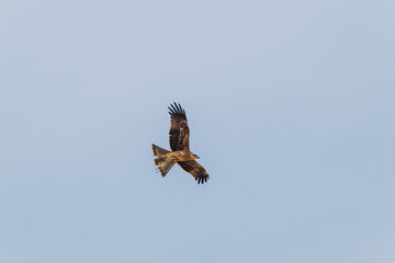 Majestic Black Kite soaring above
