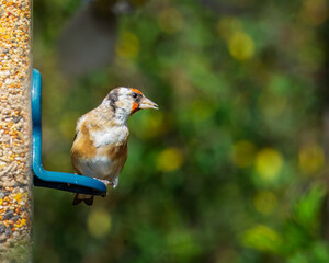European Goldfinch (Carduelis carduelis) on the feeders at Hauxley Nature Reserve, September 2025