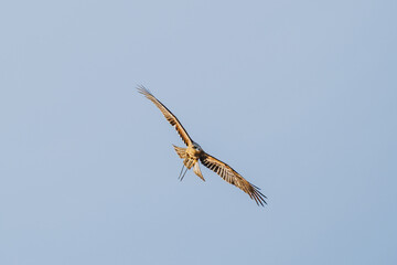 Black Kite in flight turning mid-air
