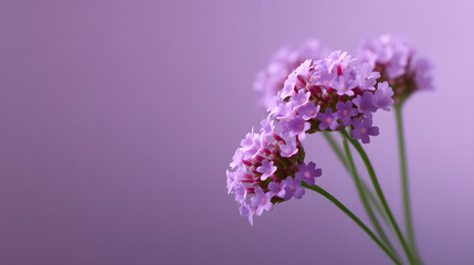Obraz premium Purple Verbena Blossoms: Delicate clusters of purple verbena flowers bloom, their intricate details illuminated against a soft violet backdrop.